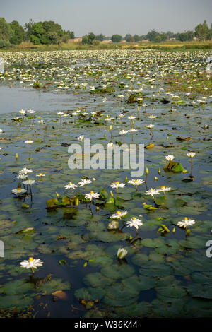 Bianco loto egiziano, Nymphaea lotus, Ninfeacee, Burkina Faso, Africa Foto Stock