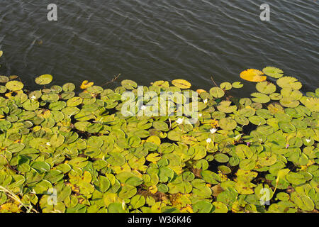 Bianco loto egiziano, Nymphaea lotus, Ninfeacee, Burkina Faso, Africa Foto Stock