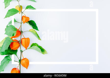 Layout creativi con fiore di arancia di physalis alkekengi su sfondo bianco con telaio. Withania somnifera. Ashwagandha. Lanterna cinese piante, Japa Foto Stock