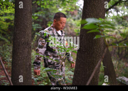 (190713) -- ZHANGZI, luglio 13, 2019 (Xinhua) -- Forest ranger il sig. egli pattuglie Xiaohong sul Monte Fajiu, 25 km a ovest di Zhangzi County, a nord della Cina di nella provincia di Shanxi, luglio 12, 2019. Vi è una foresta-patroller stazione sul Monte Fajiu dove la foresta di copertura è quasi il 90%. Il sig. egli Xiaohong è impegnata nella protezione della foresta per 34 anni da quando era 19. Insieme con i suoi colleghi, il sig. ha bisogno di pattuglia due volte dalla mattina presto alla sera per tutto l anno per assicurarsi che le foreste sono in buona situazione. Sotto la loro protezione, non vi è mai stata alcuna wild fire incidenti in Foto Stock