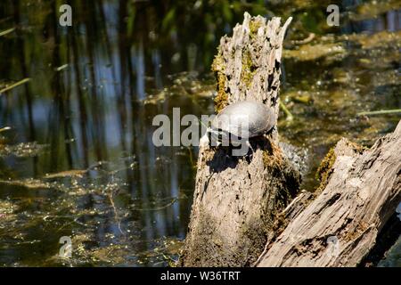 Tartaruga dipinta che poggia su un ramo in acqua Foto Stock