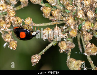 Harlequin Ladybird (Harmonia axyridis), noto anche come l'Asia coccinella, sulla testa di fiori di Queen Anne's pizzo, Questo ladybird è una specie invasive
