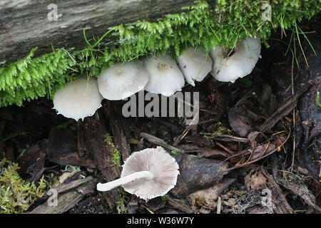 Psathyrella candolleana, noto come brittlestem pallido o fungo psathyrella comune Foto Stock