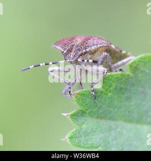 Dolycoris baccarum, noto come il pruno selvatico bug, una specie di scudo bug nella famiglia Pentatomidae Foto Stock