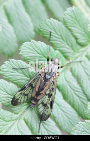 Rhagio scolopaceus, noto come Downlooker Snipefly Foto Stock