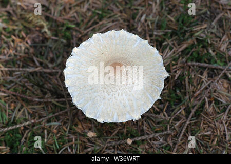 Lepiota clypeolaria, noto come lo scudo dapperling o shaggy-sgambate Lepiota funghi selvatici dalla Finlandia Foto Stock