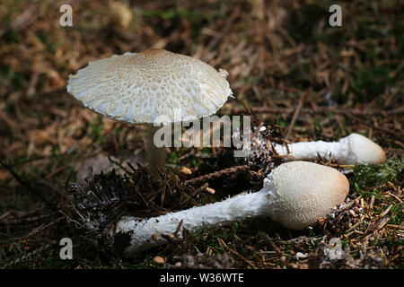 Lepiota clypeolaria, noto come lo scudo dapperling o shaggy-sgambate Lepiota funghi selvatici dalla Finlandia Foto Stock