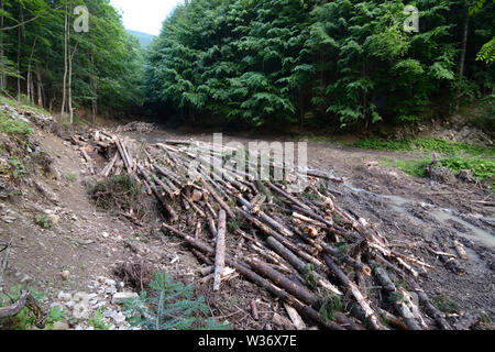 Le pratiche di disboscamento illegale dei Carpazi. Tronchi impilati su una foresta glade, più tardi questa sera saranno prelevati dai bracconieri. Il 18 luglio 2018. Sito vicino a L Foto Stock