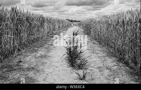 Il sentiero attraverso il campo di grano e minster sull orizzonte durante il periodo di siccità in estate a Beverley, Yorkshire, Regno Unito. Foto Stock