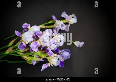 Bella blu fleuret- Iris. È su sfondo nero. Foto Stock