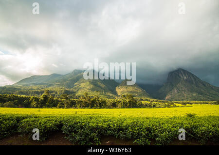Le piantagioni di tè ai piedi del monte Mulanje Foto Stock