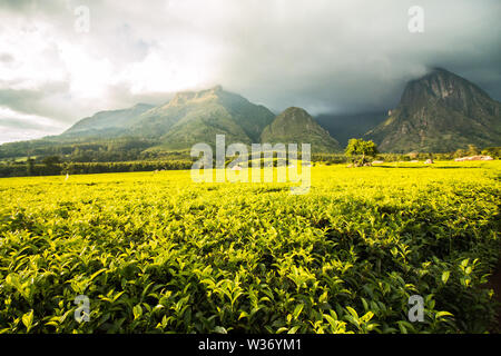 Le piantagioni di tè ai piedi del monte Mulanje Foto Stock