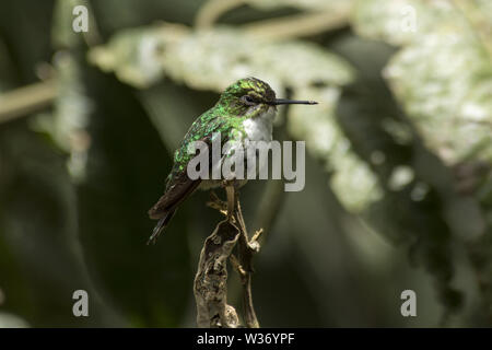 Incoronato woodnymph in subtropicale foresta di pioggia che copre le pendici occidentali delle Ande in Ecuador. Foto Stock