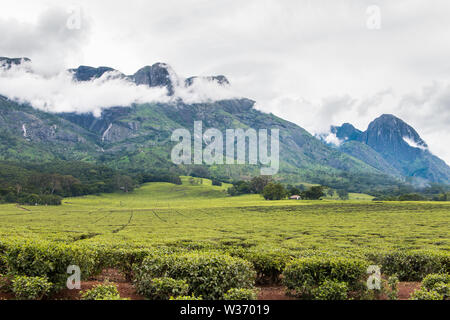 Le piantagioni di tè ai piedi del monte Mulanje Foto Stock