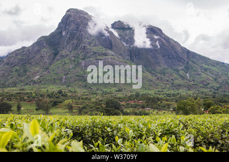Le piantagioni di tè ai piedi del monte Mulanje Foto Stock
