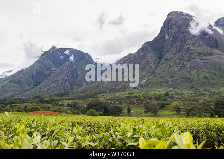 Le piantagioni di tè ai piedi del monte Mulanje Foto Stock