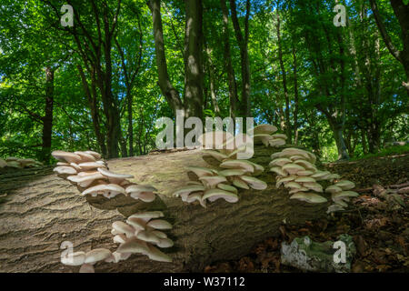 Velato di funghi Oyster/funghi pleurotus dryinus, metà estate nel vecchio oxfordshire woodland Foto Stock