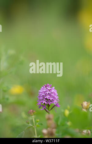 Orchide; Anacamptis pyramidalis, Prato Vecchio in estate Foto Stock