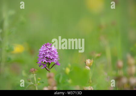 Orchide; Anacamptis pyramidalis, Prato Vecchio in estate Foto Stock