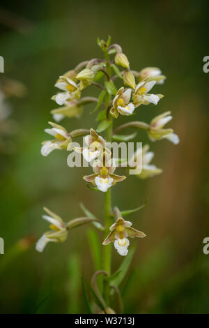 Marsh helliborine; Bergonii palustris, metà estate in una palude Oxfordshire Foto Stock