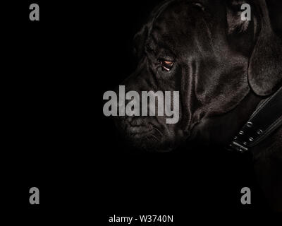 Dark muso di cane corso cane closeup. vista laterale Foto Stock