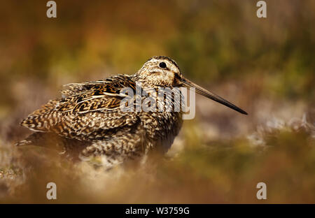 Close up di un sud americana beccaccino, Isole Falkland. Foto Stock