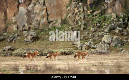 Gruppo di lupi etiope (Canis simensis) nelle Highlands di montagne di balle, Etiopia. Foto Stock