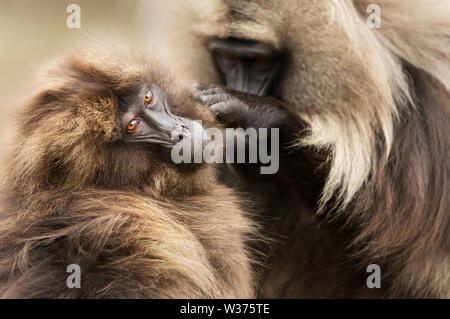 Close up di toelettatura scimmie Gelada, Simien Mountains, Etiopia. Foto Stock