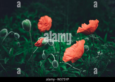 Papaveri rossi e boccioli di papavero in scuro dello sfondo del giardino Foto Stock