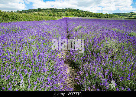 Bella Kentish campi di lavanda, pronto per il raccolto, loro luminosi malva e viola i colori in una giornata di sole in luglio estate appena prima della raccolta. Foto Stock