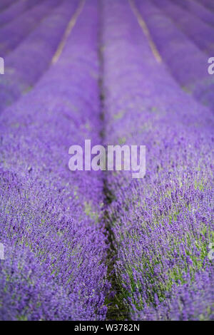 Bella Kentish campi di lavanda, pronto per il raccolto, loro luminosi malva e viola i colori in una giornata di sole in luglio estate appena prima della raccolta. Foto Stock