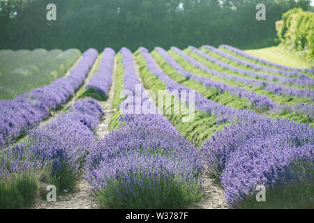 Bella Kentish campi di lavanda, pronto per il raccolto, loro luminosi malva e viola i colori in una giornata di sole in luglio estate appena prima della raccolta. Foto Stock