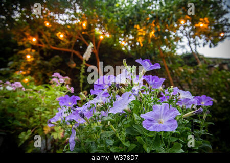 Nelle petunie che crescono in un giardino urbano di notte con belle luci in background Foto Stock