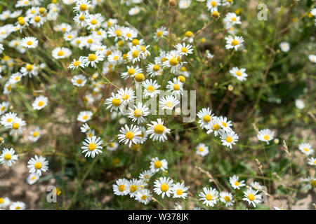 Chamomiles bianco in fiore nel prato, sfondo verde Foto Stock