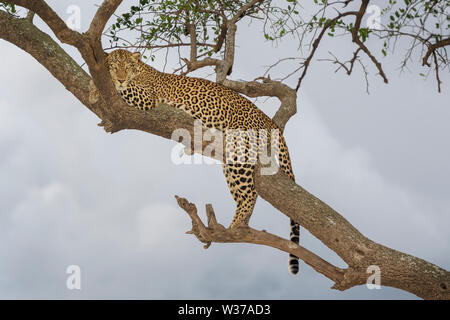 African Leopard (Panthera pardus) sdraiato in acacia, guardando la telecamera, il Masai Mara, Kenya Foto Stock