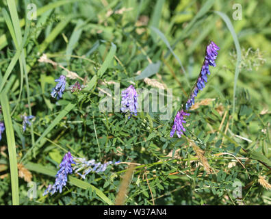 Close up di Vicia cracca comunemente chiamato tufted vetch, uccello o vetch blu e vetch boreale, fioritura in primavera Foto Stock