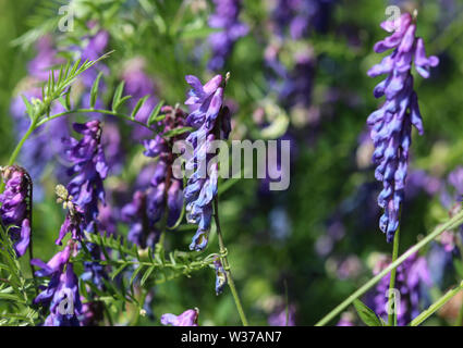 Close up di Vicia cracca comunemente chiamato tufted vetch, uccello o vetch blu e vetch boreale, fioritura in primavera Foto Stock