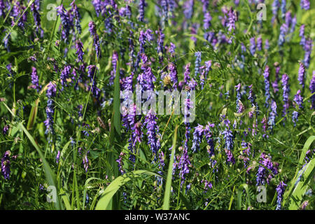 Close up di Vicia cracca comunemente chiamato tufted vetch, uccello o vetch blu e vetch boreale, fioritura in primavera Foto Stock