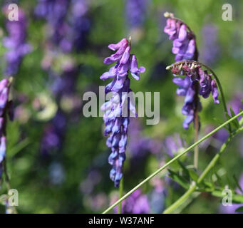 Close up di Vicia cracca comunemente chiamato tufted vetch, uccello o vetch blu e vetch boreale, fioritura in primavera Foto Stock