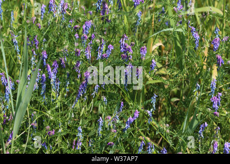 Close up di Vicia cracca comunemente chiamato tufted vetch, uccello o vetch blu e vetch boreale, fioritura in primavera Foto Stock