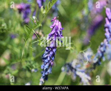 Close up di Vicia cracca comunemente chiamato tufted vetch, uccello o vetch blu e vetch boreale, fioritura in primavera Foto Stock