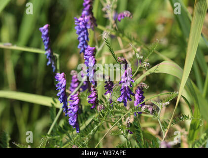 Close up di Vicia cracca comunemente chiamato tufted vetch, uccello o vetch blu e vetch boreale, fioritura in primavera Foto Stock