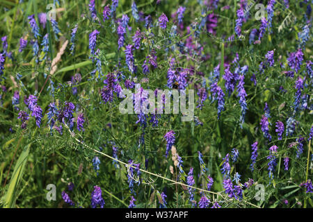 Close up di Vicia cracca comunemente chiamato tufted vetch, uccello o vetch blu e vetch boreale, fioritura in primavera Foto Stock