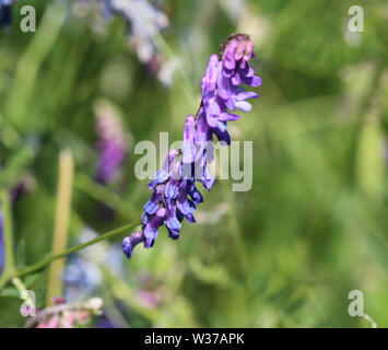 Close up di Vicia cracca comunemente chiamato tufted vetch, uccello o vetch blu e vetch boreale, fioritura in primavera Foto Stock