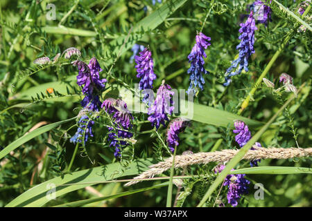 Close up di Vicia cracca comunemente chiamato tufted vetch, uccello o vetch blu e vetch boreale, fioritura in primavera Foto Stock