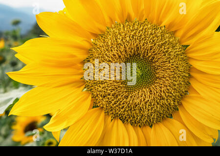 Close-up di girasole blooming sfondo naturale. Foto Stock