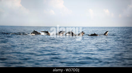 Gregge di delfini saltando fuori dell'acqua Foto Stock