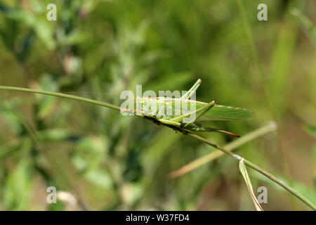 Cavalletta verde seduta sullo stelo di una pianta. Foto Stock