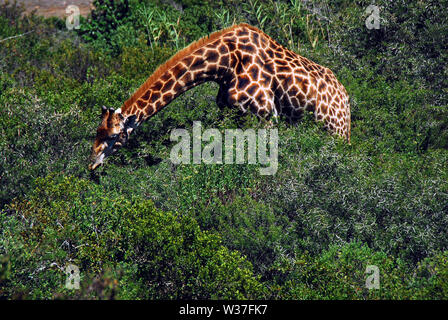 Nota il collo lungo di questa bella giraffa tesa su thorn boccole per trovare la migliore degustazione foglie. Fotografato il safari in Sud Africa. Foto Stock