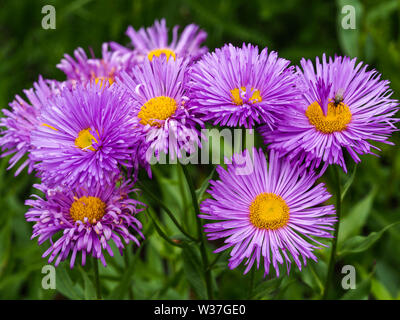 Bella viola Erigeron "Adria" (fleabane) fiori in un giardino estivo Foto Stock